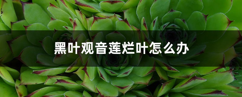 黑叶观音莲烂叶怎么办 黑叶观音莲烂叶怎么办