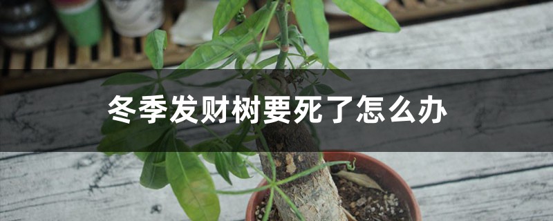 冬季发财树要死了怎么办 冬季发财树要死了怎么办