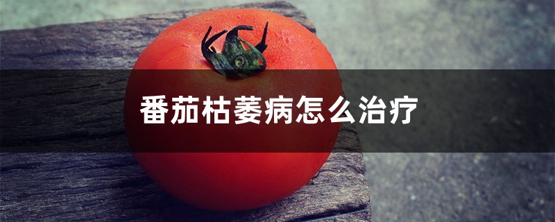番茄枯萎病怎么治疗 番茄枯萎病怎么治疗