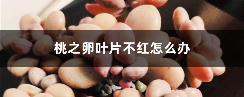 桃之卵叶片不红怎么办 桃之卵叶片不红怎么办