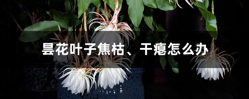 昙花叶子焦枯、干瘪怎么办 昙花叶子焦枯、干瘪怎么办