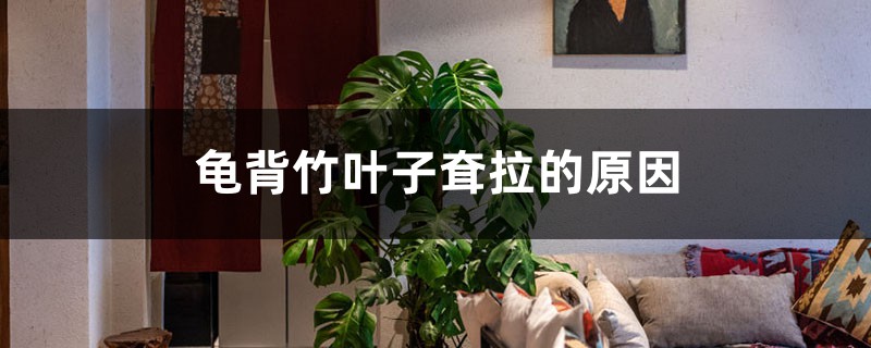 龟背竹叶子耷拉的原因 龟背竹叶子耷拉的原因