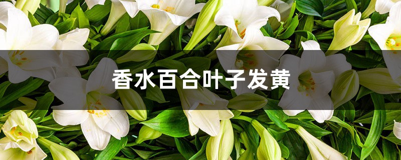 香水百合黄叶的原因和处理办法 香水百合黄叶的原因和处理办法