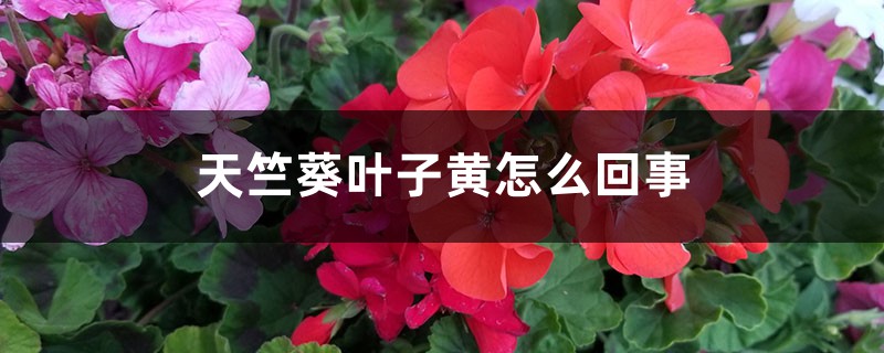 天竺葵叶子发黄是怎么回事 天竺葵叶子发黄是怎么回事