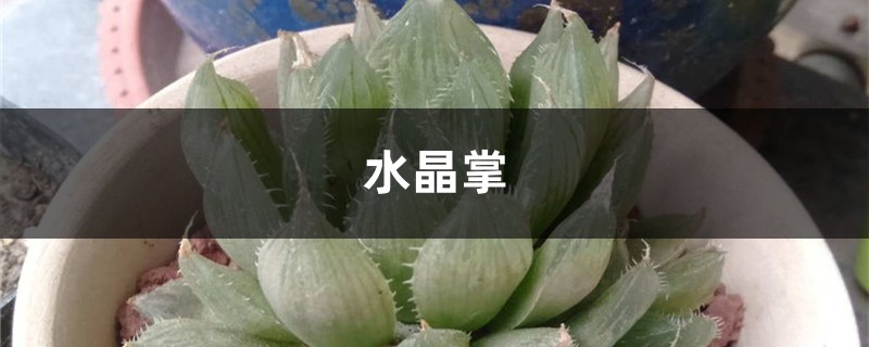 水晶掌叶片发软怎么办 水晶掌叶片发软怎么办