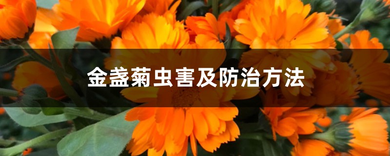 金盏菊虫害及防治方法 金盏菊虫害及防治方法
