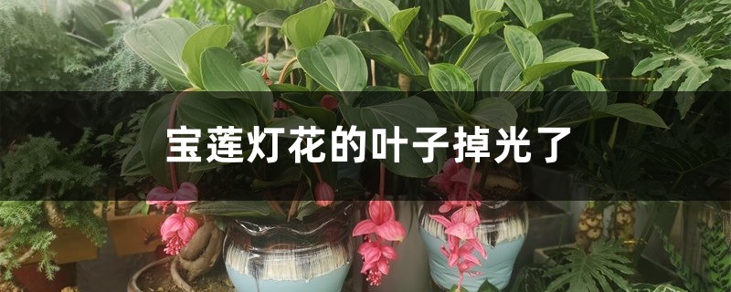 宝莲灯花的叶子掉光了怎么办 宝莲灯花的叶子掉光了怎么办