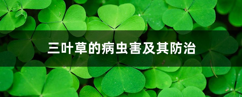 三叶草的病虫害及其防治 三叶草的病虫害及其防治