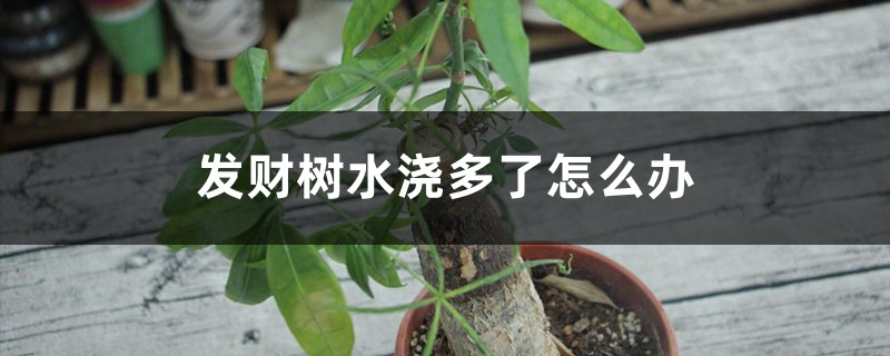 发财树水浇多了怎么办 发财树水浇多了怎么办