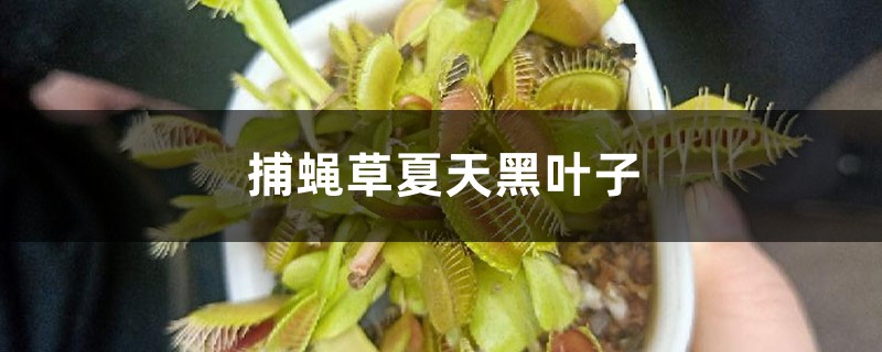 捕蝇草夏天黑叶子的原因 捕蝇草夏天黑叶子的原因