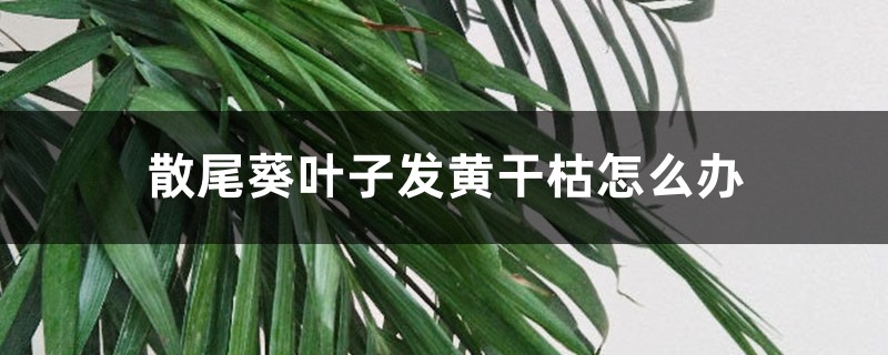 散尾葵叶子发黄干枯怎么办 散尾葵叶子发黄干枯怎么办