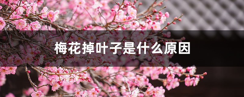 梅花掉叶子是什么原因 梅花掉叶子是什么原因