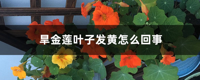 旱金莲叶子发黄怎么回事 旱金莲叶子发黄怎么回事