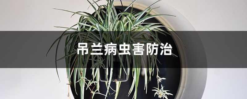 吊兰病虫害防治 吊兰病虫害防治