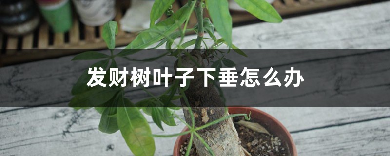 发财树叶子下垂怎么办 发财树叶子下垂怎么办