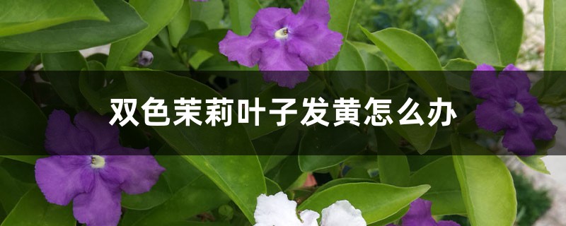 双色茉莉叶子发黄怎么办 双色茉莉叶子发黄怎么办