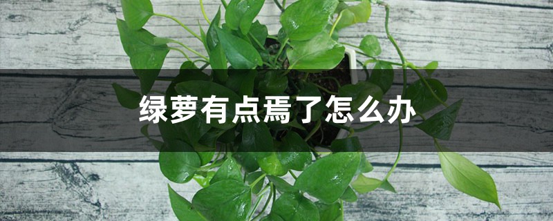 绿萝有点蔫了怎么办 绿萝有点蔫了怎么办