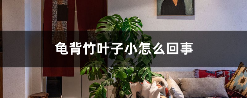 龟背竹叶子小怎么回事,怎么解决 龟背竹叶子小怎么回事,怎么解决