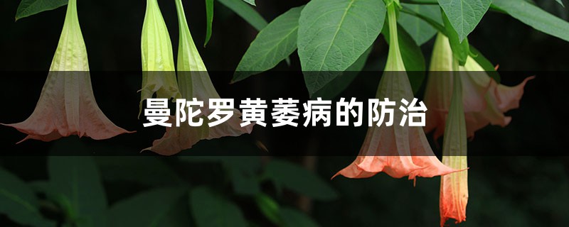 曼陀罗黄萎病的防治 曼陀罗黄萎病的防治