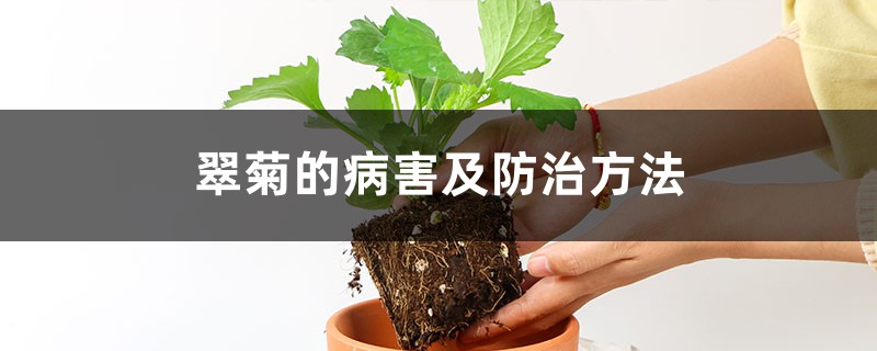 翠菊的病害及防治方法 翠菊的病害及防治方法
