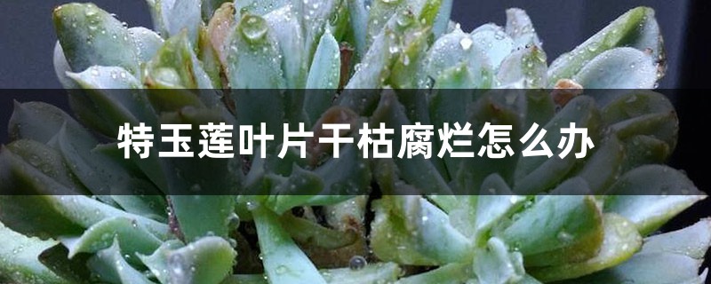 特玉莲叶片干枯腐烂怎么办 特玉莲叶片干枯腐烂怎么办