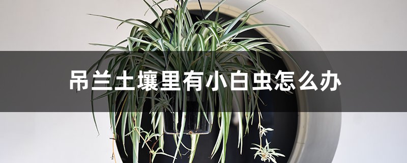 吊兰土壤里有小白虫怎么办,有小白虫回虫怎样杀死它 吊兰土壤里有小白虫怎么办,有小白虫回虫怎样杀死它
