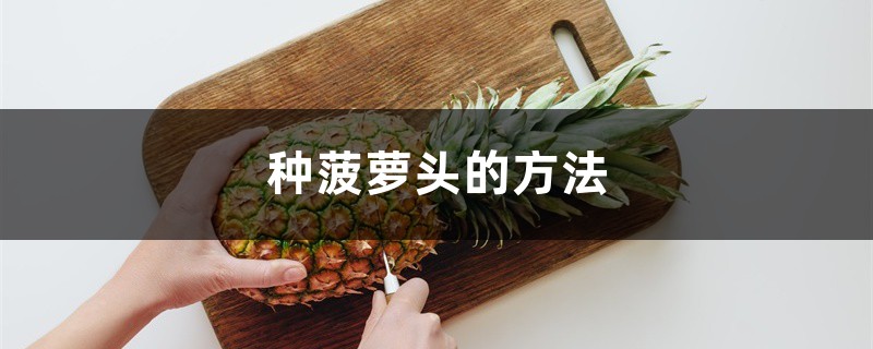 种菠萝头的方法,多久能长菠萝 种菠萝头的方法,多久能长菠萝