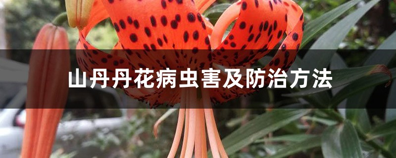 山丹丹花病虫害及防治方法 山丹丹花病虫害及防治方法