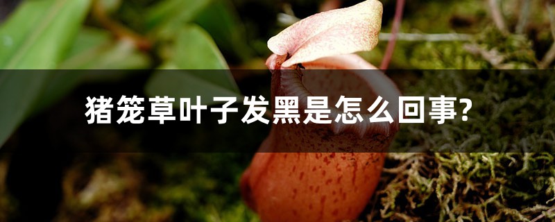 猪笼草叶子发黑是怎么回事? 猪笼草叶子发黑是怎么回事?