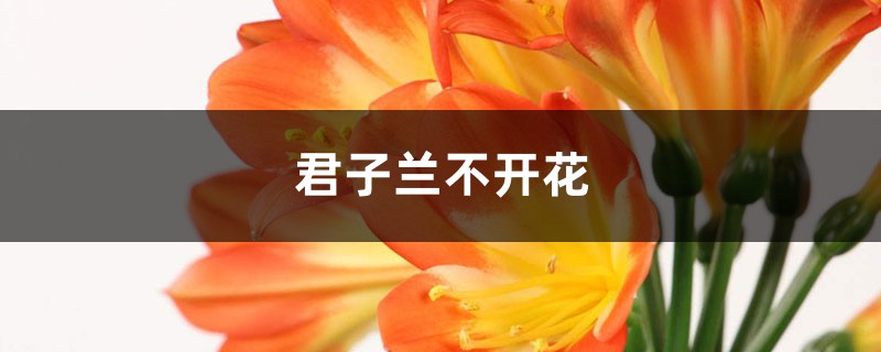 君子兰不开花是什么原因,需要怎么处理 君子兰不开花是什么原因,需要怎么处理