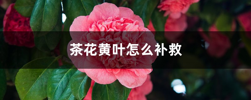 茶花黄叶的原因和处理办法 茶花黄叶的原因和处理办法