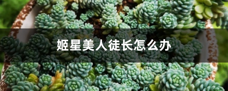 姬星美人徒长怎么办 姬星美人徒长怎么办