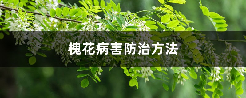 槐花病害防治方法 槐花病害防治方法