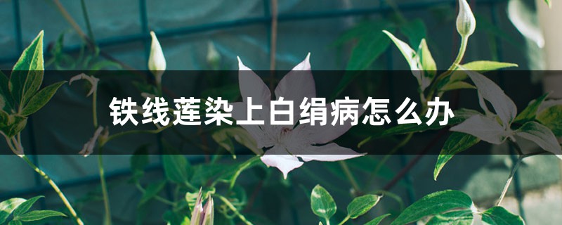 铁线莲染上白绢病怎么办 铁线莲染上白绢病怎么办