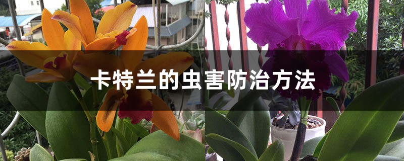 卡特兰的虫害防治方法 卡特兰的虫害防治方法