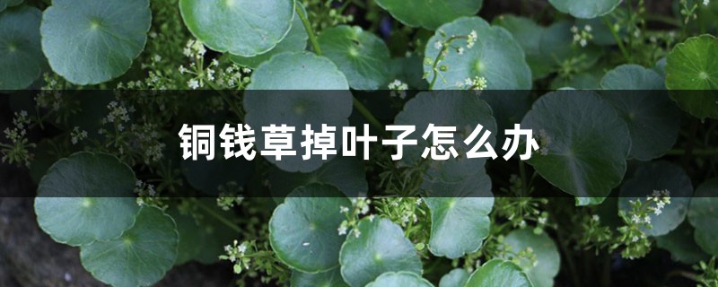 铜钱草掉叶子怎么办 铜钱草掉叶子怎么办