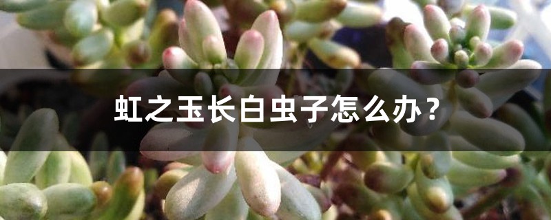 虹之玉长白虫子怎么办? 虹之玉长白虫子怎么办?