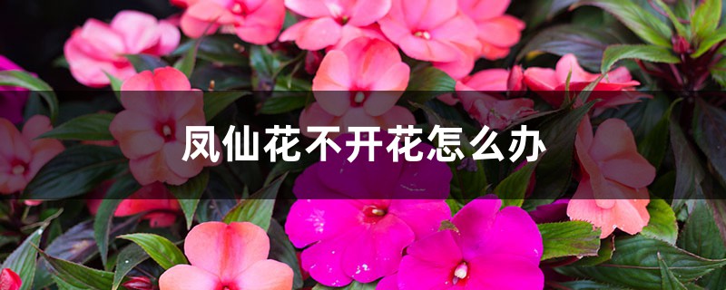 凤仙花不开花怎么办 凤仙花不开花怎么办