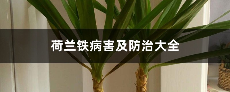 荷兰铁病害及防治大全 荷兰铁病害及防治大全