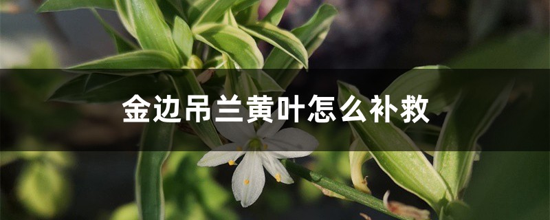 金边吊兰黄叶的原因和处理办法 金边吊兰黄叶的原因和处理办法