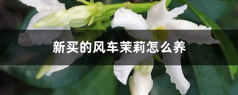 新买的风车茉莉怎么养 新买的风车茉莉怎么养