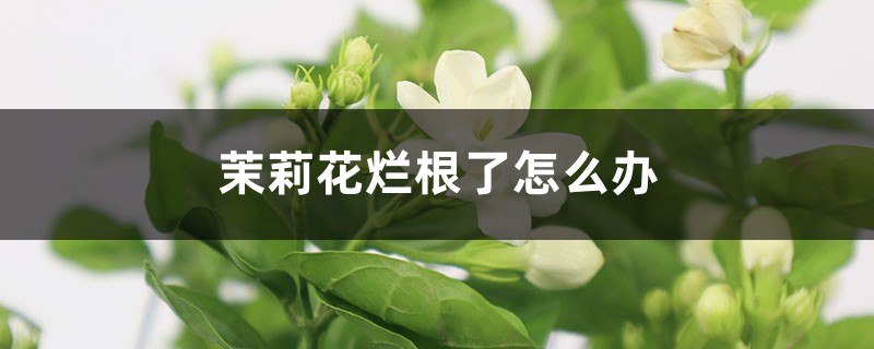 茉莉花烂根了怎么办 茉莉花烂根了怎么办