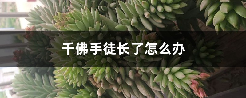 千佛手徒长了怎么办 千佛手徒长了怎么办