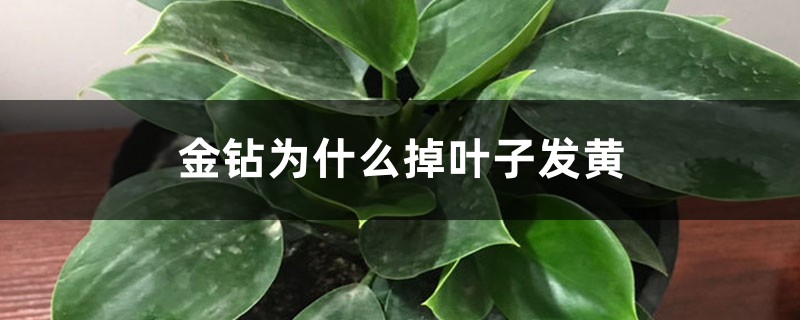 金钻为什么掉叶子发黄 金钻为什么掉叶子发黄