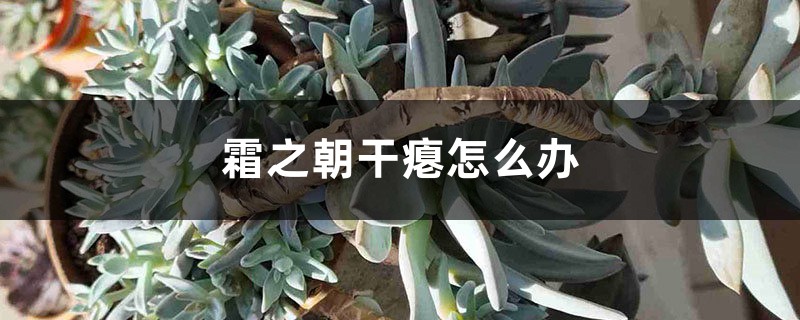 霜之朝干瘪怎么办 霜之朝干瘪怎么办