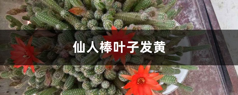 仙人棒黄叶的原因及处理办法 仙人棒黄叶的原因及处理办法