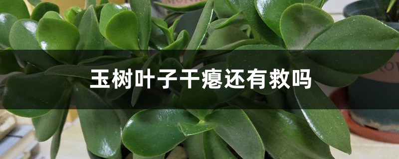 玉树叶子干瘪还有救吗 玉树叶子干瘪还有救吗