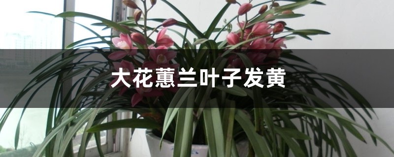 大花蕙兰叶子发黄怎么办 大花蕙兰叶子发黄怎么办