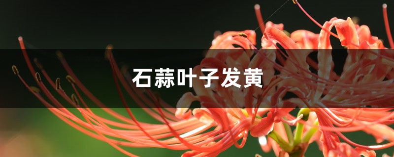 石蒜黄叶的原因和处理办法 石蒜黄叶的原因和处理办法