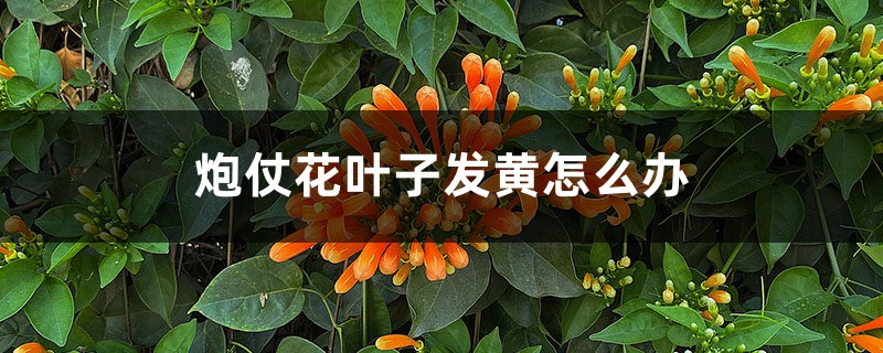 炮仗花叶子发黄怎么办 炮仗花叶子发黄怎么办